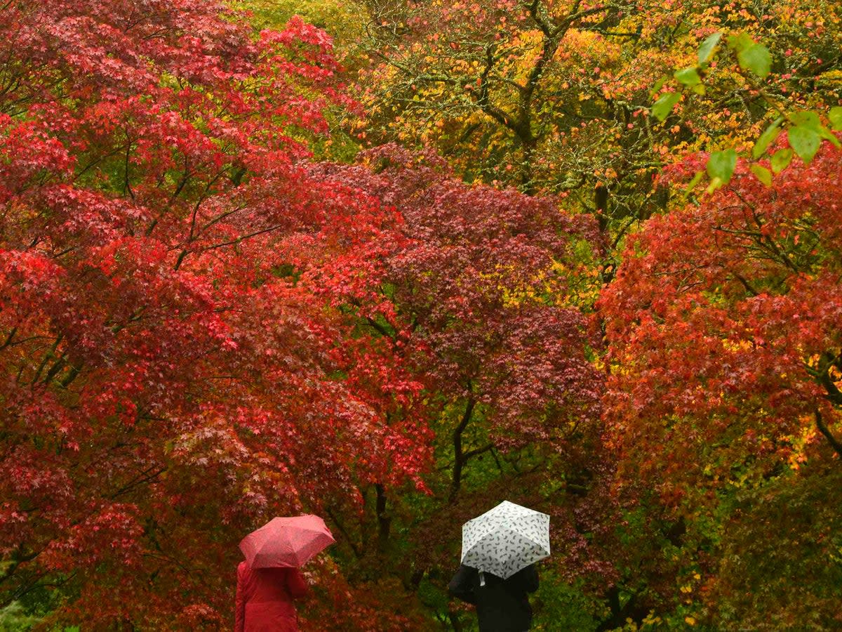 Japanese maples are some of the first species to turn red and orange at  the Old Arboretum at Westonbirt in south west England