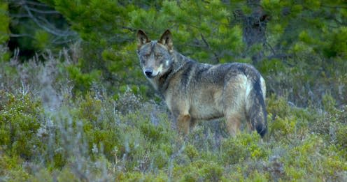 <span class="caption">Wolf watching in Sierra de la Culebra, Spain.</span> <span class="attribution"><span class="source">Chisco Lema</span>, <span class="license">Author provided</span></span>