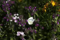A cabbage white butterfly (pieris rapae) sits on a flower at a wildlife sanctuary in Milovice, Czech Republic, Friday, July 17, 2020. Wild horses, bison and other big-hoofed animals once roamed freely in much of Europe. Now they are transforming a former military base outside the Czech capital in an ambitious project to improve biodiversity. Where occupying Soviet troops once held exercises, massive bovines called tauros and other heavy beasts now munch on the invasive plants that took over the base years ago. (AP Photo/Petr David Josek)
