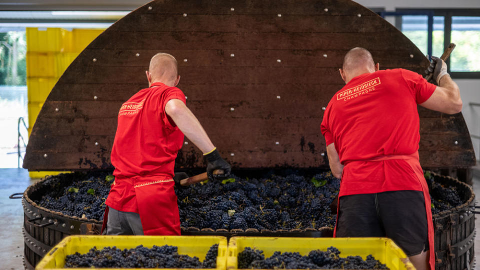 Workers at Piper-Heidsieck Champagne processing grapes.