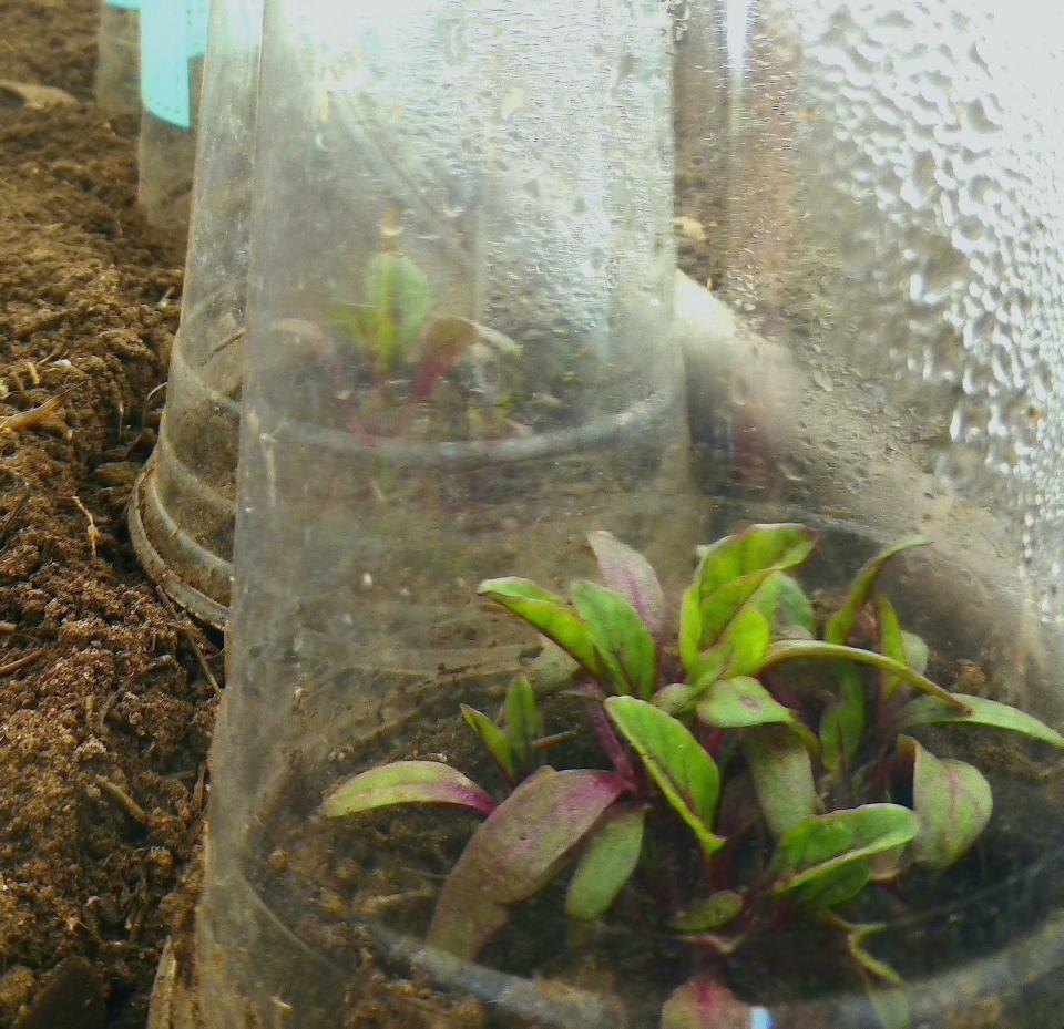 Seedlings of beets were sown indoors and transplanted to the spring garden. Clear plastic cups placed over the seedlings keeps them hydrated until roots are established while at the same time protecting young plants from harsh winds. Condensation is visible in the cups.