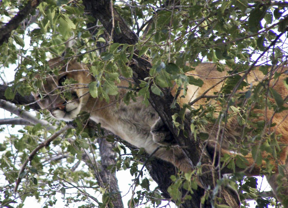 FILE - This photo Sept. 14, 2010 file photo, released by the Nebraska Game and Parks service, shows a cougar in a tree on a ranch in the Nebraska Panhandle near Hemingford. The cougar, which was chased into a tree by a dog belonging to a rancher, was shot and killed. Cougars are repopulating the Midwest a century since the generally reclusive mountain lions were hunted to near extinction in much of the region, according to a new study detailed in The Journal of Wildlife Management. (AP Photo/Nebraska Game and Parks, File)
