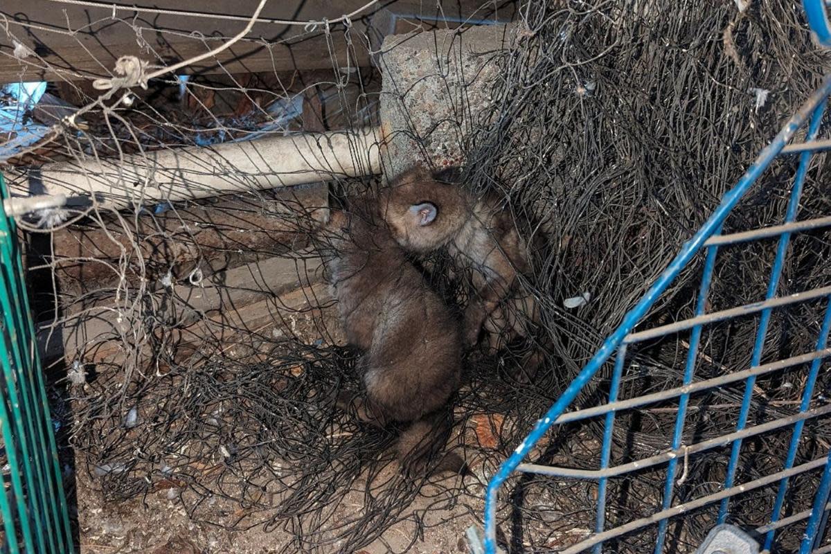 Two fox cubs had to be rescued after getting tangled in netting <i>(Image: SWNS)</i>