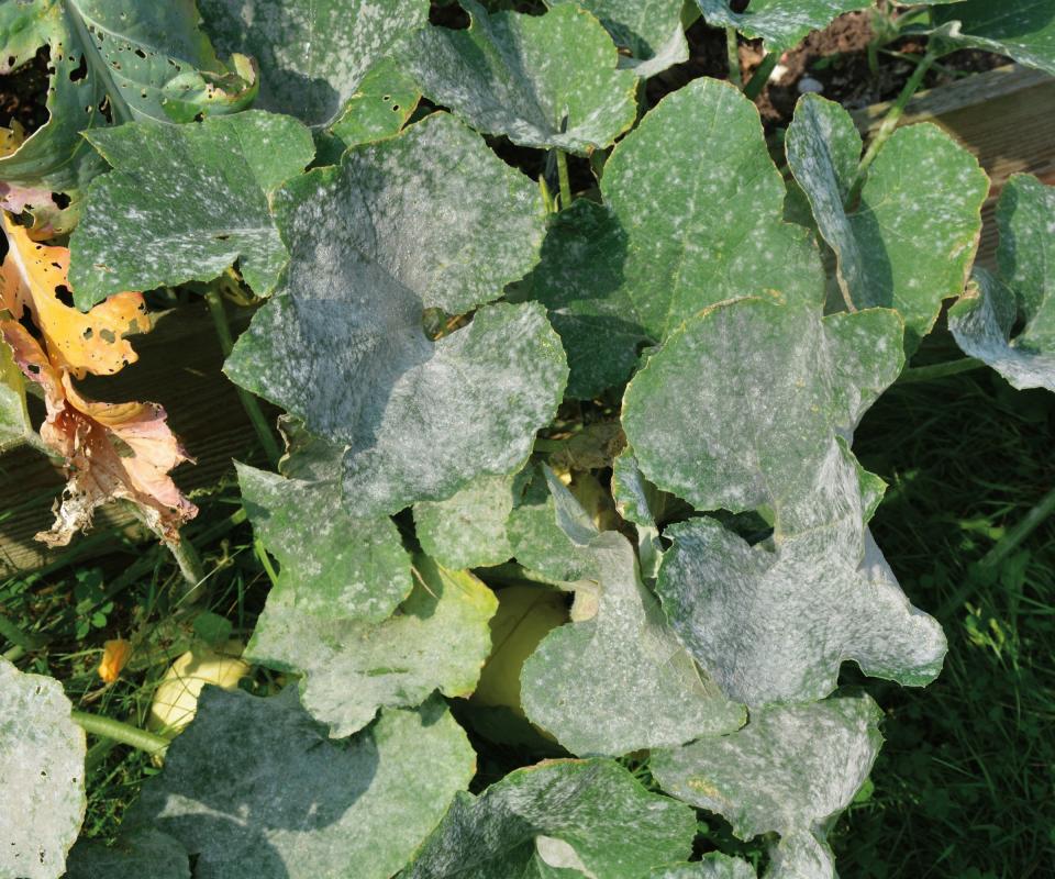 Zucchini leaves with powdery mildew