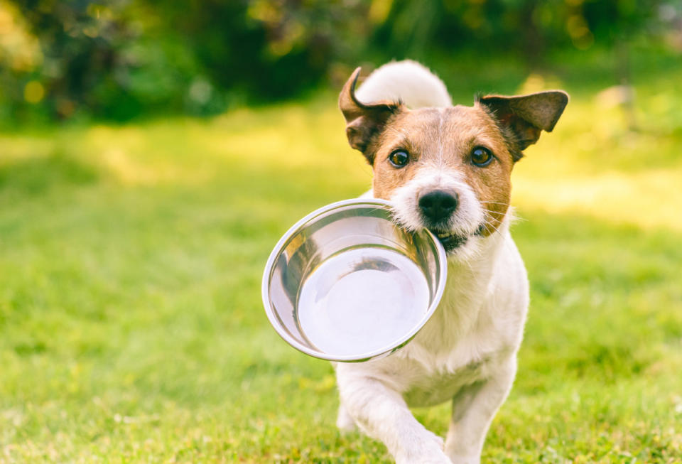 How to pick a dog food. <p>alexei_tm/Shutterstock</p>