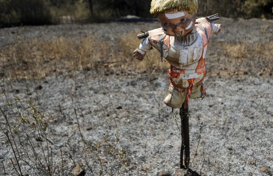 In this Saturday, Jan. 28, 2017 photo, a scarecrow doll stands in a scorched potato field destroyed by wildfires in Florida, Chile. Fires have been raging in central and southern Chile, fanned by strong winds, hot temperatures and a prolonged drought. (AP Photo/Esteban Felix)
