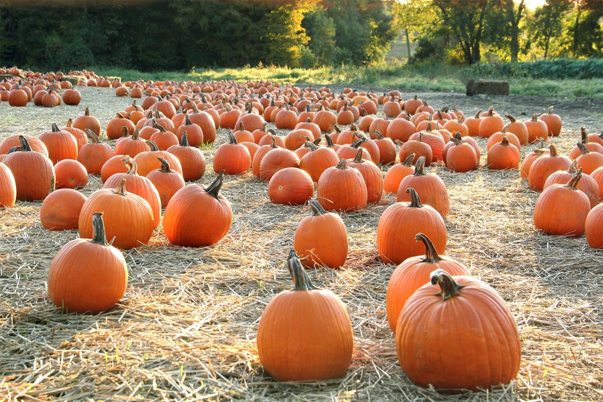 Pumpkin patch