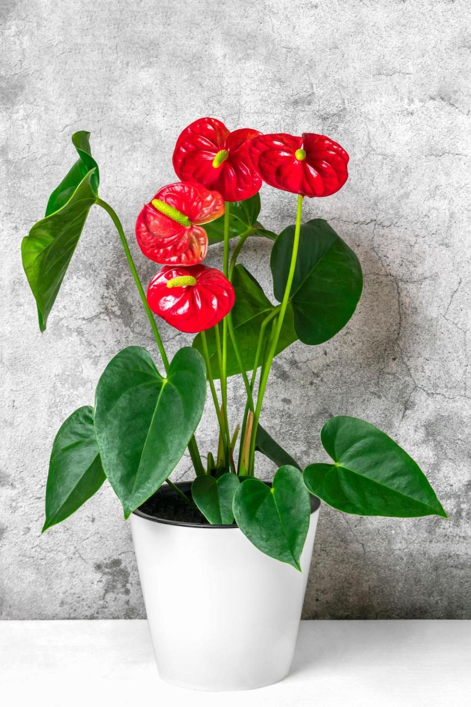 Anthurium houseplant in a pot