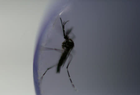 FILE PHOTO: An aedes aegypti mosquito with the dengue-blocking Wolbachia bacteria is seen inside a laboratory tube before being released in Rio de Janeiro, Brazil August 29, 2017. To match Insight SANOFI-DENGUE/SCIENCE REUTERS/Pilar Olivares/File Photo