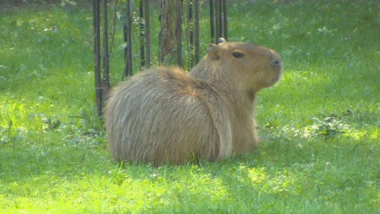 High Park capybaras getting renovations that could keep them at home