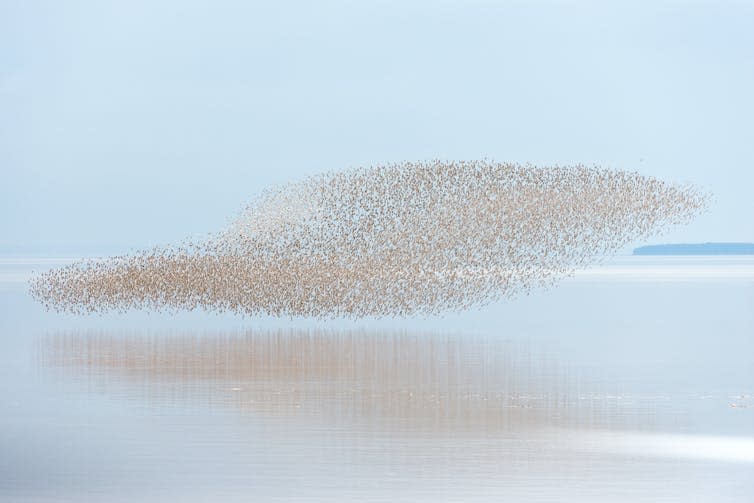 A large flock of birds flying over water.