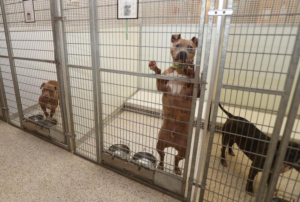 Kales, standing, a pit bull, watches a visitor to Summit County Animal Control in 2021. Potential adopters must now make an appointment to see an animal.