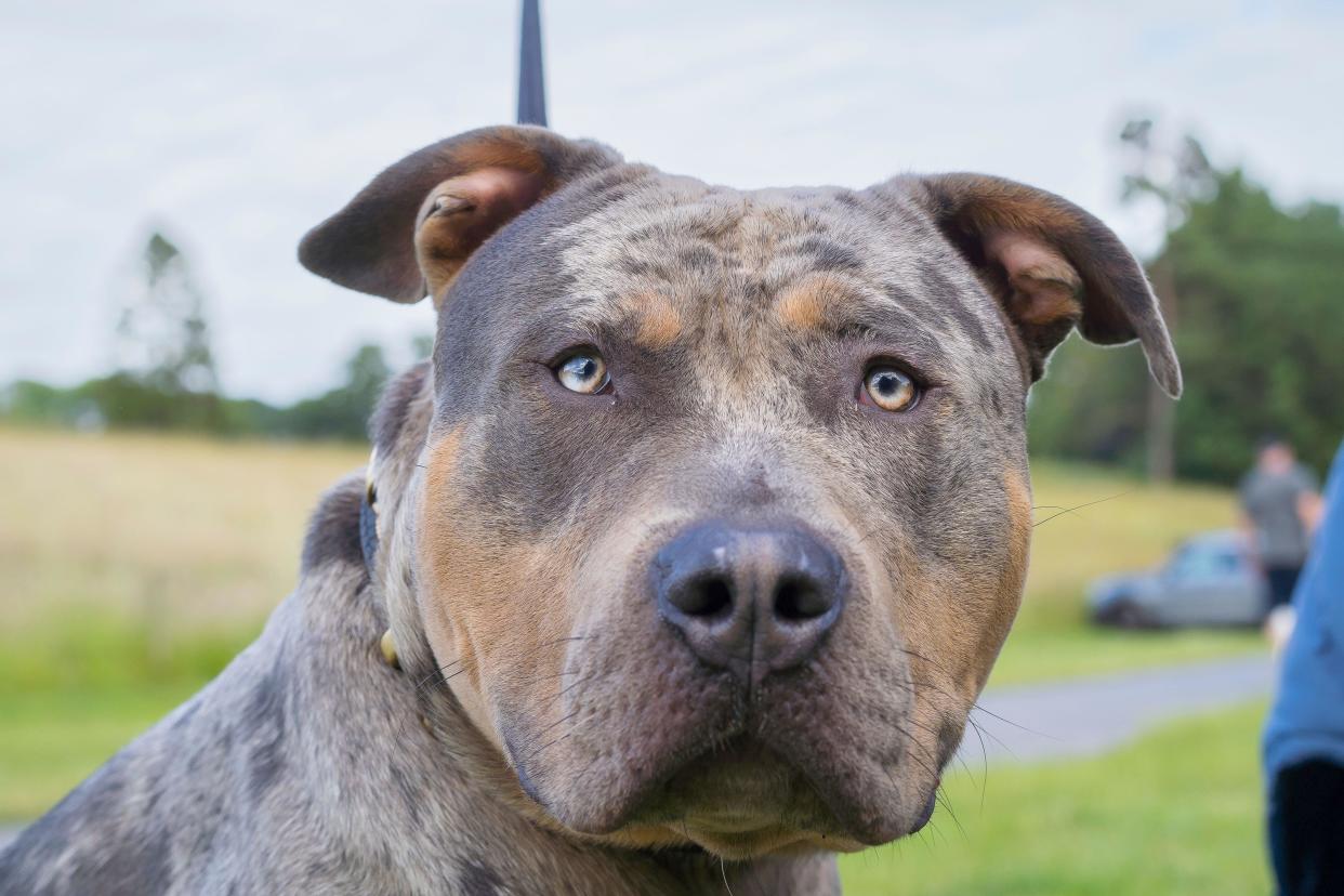 Front close up view of an American XL bully dog
