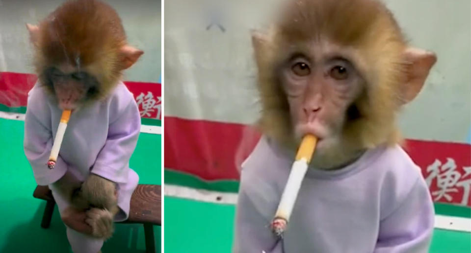 A still image of a monkey smoking at a Chinese zoo. Source: The Paper