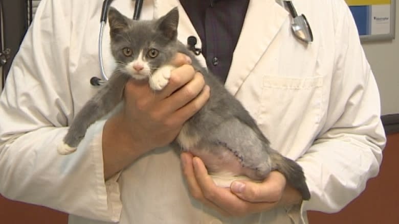 Kitten found injured near train tracks will soon find a new home