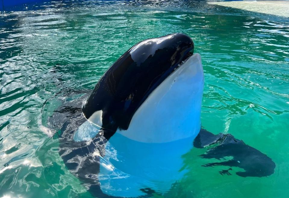 2023年8月18日，邁阿密水族館發布虎鯨羅莉塔生前的照片，公布她的死訊。翻攝推特＠MiamiSeaquarium