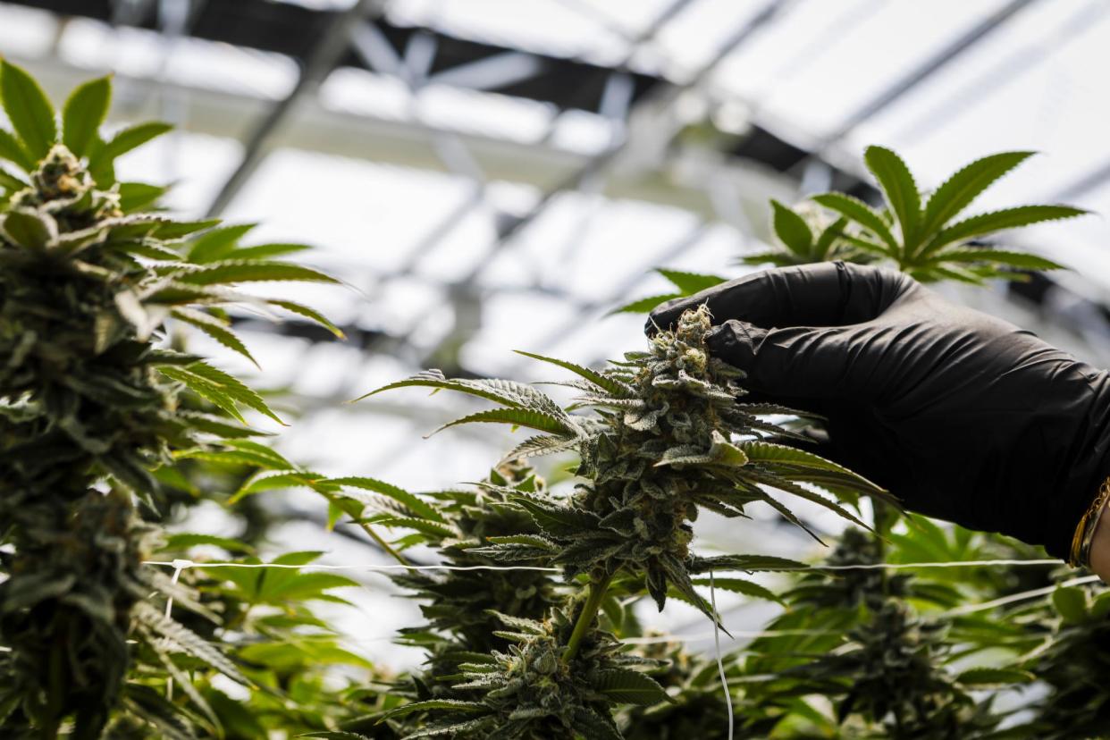 <span>Florida governor Ron DeSantis has said he opposes a ballot measure to legalize recreational marijuana because of the smell.</span><span>Photograph: Eva Marie Uzcategui/Bloomberg via Getty Images</span>