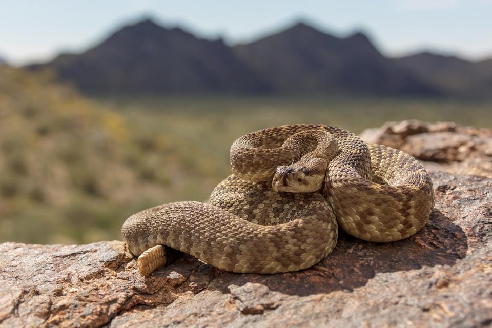 Desert phased black-tailed rattlesnake (Crotalus molossus) from Southwest Arizona