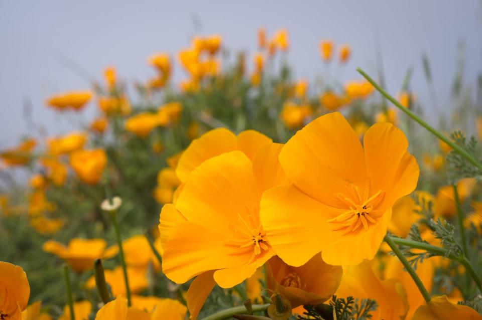 Petal, Plant, Flower, Wildflower, Flowering plant, Eschscholzia californica, Plant stem, Meadow, Pedicel, Herbaceous plant, 