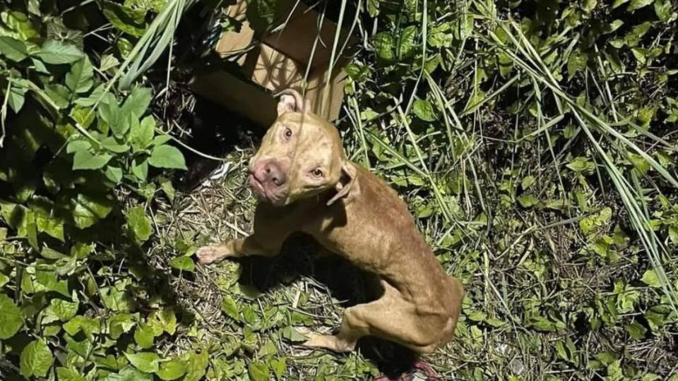 民眾發現橋下有一隻被棄養的比特犬。（圖／翻攝自徐文良 徐園長護生園）