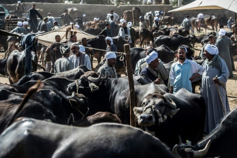 Cattle traders in the impoverished Egyptian village of Abu Shosha, far south of Cairo, say the only choice for them in next week's presidential election is the incumbent, Abdel Fattah al-Sisi