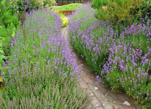 Lavender plants bordering a brick path