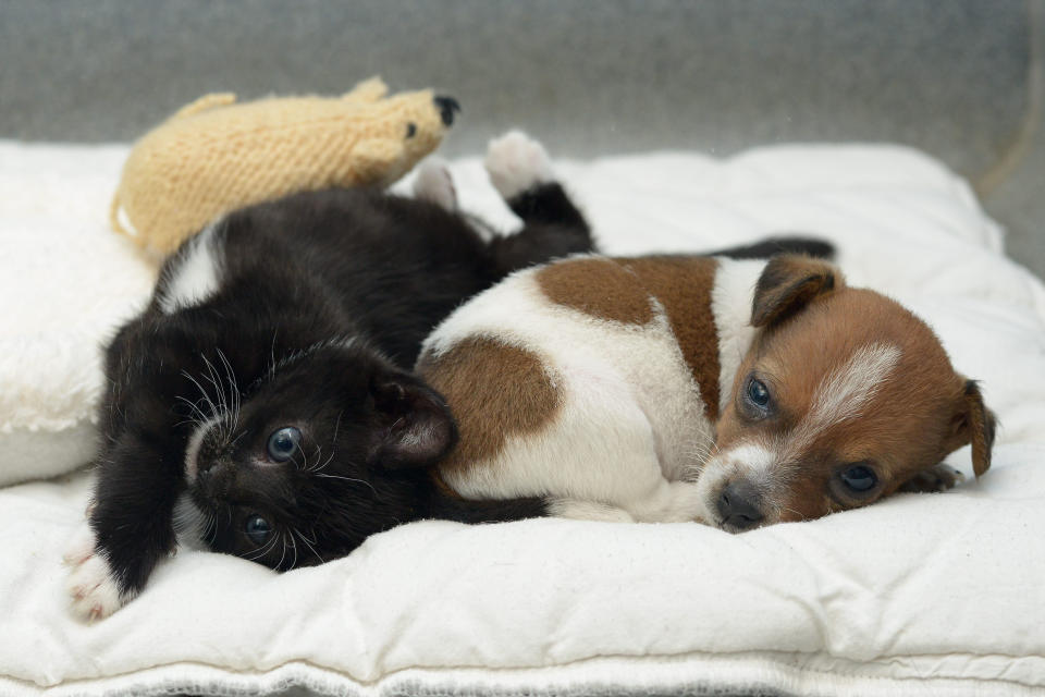 Kitty the cat and Buttons the Jack Russell play at Battersea Cats and Dogs home.