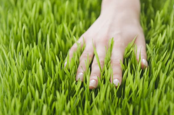 B26KWM Woman?s hand in grass close healthy lawn care Woman?s; hin; grass; caucasian; close; up; color; image; copy; space; day;