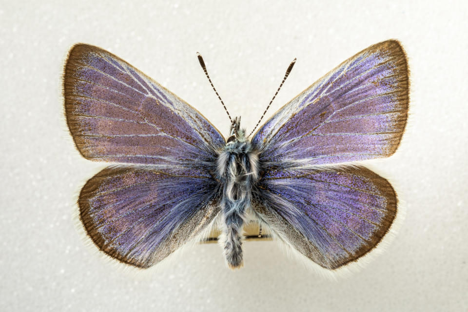 A Xerces Blue specimen. Gayle Laird