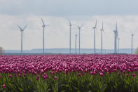 MAGDEBURG, GERMANY - APRIL 22: Tulips blossom on a field on April 22, 2012 in Schwaneberg near Magdeburg, Germany. Following the coldest Easter weather in 50 years, temperatures are scheduled to reach over 25 degrees Celsius in eastern Germany by the end of next week as springtime finally takes hold. (Photo by Carsten Koall/Getty Images)