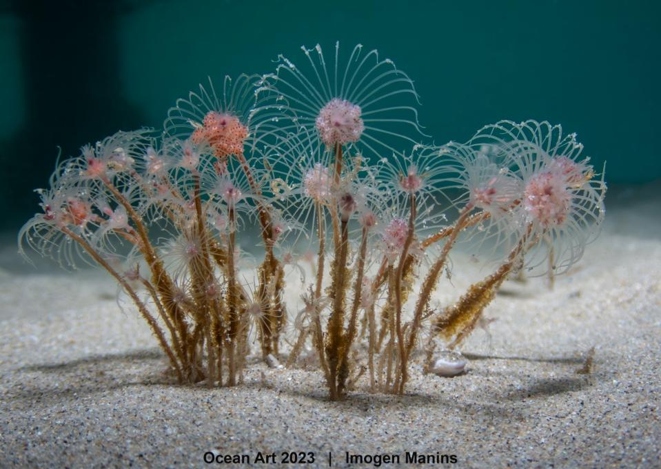 「海洋藝術水下攝影比賽」非單眼微距獎項首獎。Imogen Manins© Ocean Art 2023