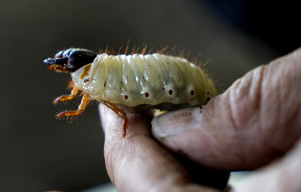 Colombian environmental engineer Germán Viasus Tibamoso, owner of Tierra Viva, holds a Hercules beetle larva in Tunja, Colombia, Tuesday, Nov. 15, 2022. The company transforms solid, organic waste, with the help of beetle larvae's digestive microorganisms, that transform the waste into a compost rich in nitrogen and phosphorous. Once adults, some of the beetles are sent to scientific labs and others to Japan where they are popular as pets. (AP Photo/Fernando Vergara)