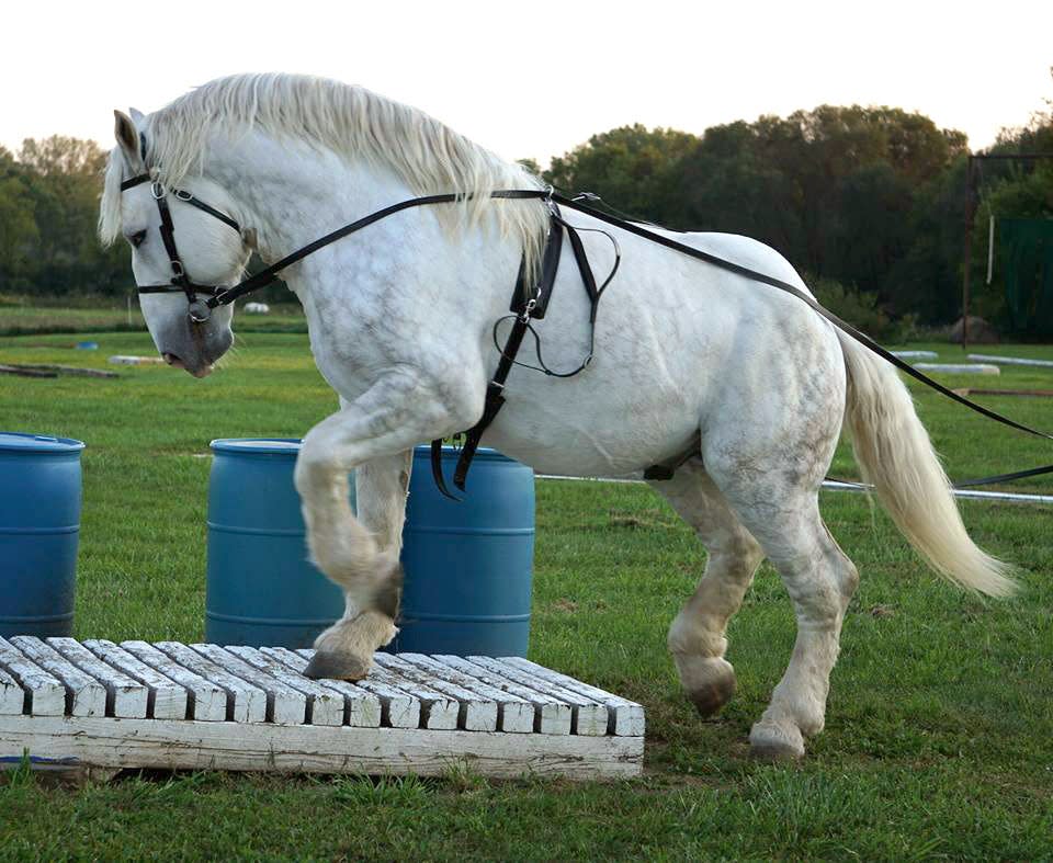 Ben Hur de Bernaville, a rare French Boulonnais Draft stallion, is practicing on an obstacle course in Wisconsin. Ben was at the center of a dispute between Lynn Gennrich, who bought the stallion in 2015, and Olissio Zoppe, founder of Cirque Ma' Ceo, who took the horse in September 2018 to include in his circus.