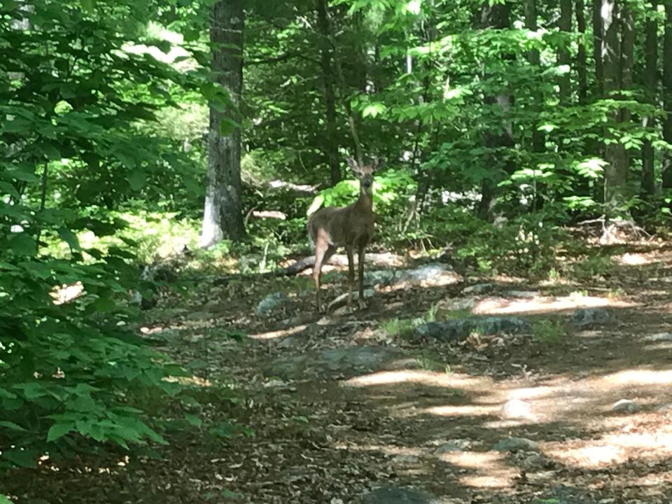 A deer was visible just off the path from Laten Knight Road to the Upper Curran Reservoir.