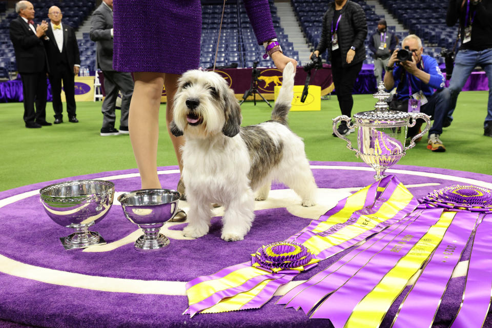 NEW YORK, NEW YORK – MAY 09: Buddy Holly, the Petit Basset Griffon Vendeen, winner of the Hound Group, wins Best in Show at the 147th Annual Westminster Kennel Club Dog Show Presented by Purina Pro Plan at Arthur Ashe Stadium on May 09, 2023 in New York City. (Photo by Cindy Ord/Getty Images for Westminster Kennel Club)