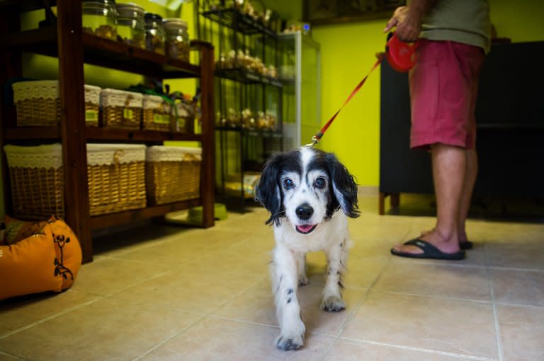 A dog in Hov-Hov (Slovenian for "woof woof"), the country's first bakery for dogs, in Maribor on August 8, 2013. Since it opened in June, the business -- strategically located at the entrance to Maribor's main park, a favourite playground for dogs -- has not stopped growing