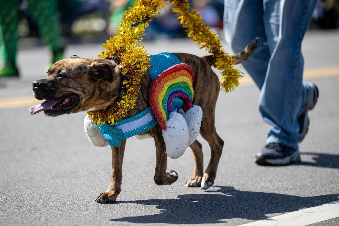 A decorated dog from Always and Furever Midwest Animal Sanctuary walked along Johnson Drive during the 38th annual Shawnee St. Patrick’s Day Parade on Sunday, March 10, 2024, in downtown Shawnee.