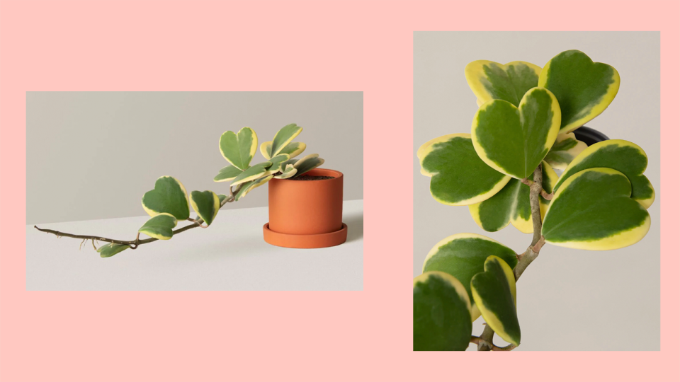 Valentine's Day Gifts for Her: Hoya Heart plant