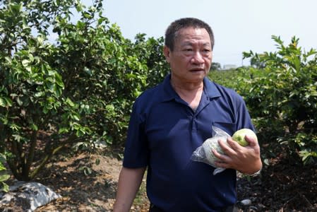 Lin Guo-cing, a senior official of the Chinese Unity Promotion Party, harvests guavas on his farm in Tainan