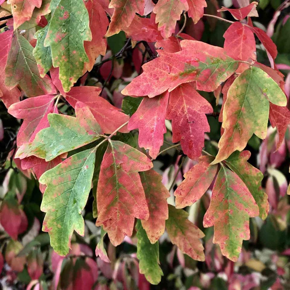 Paperbark Maple in Fall