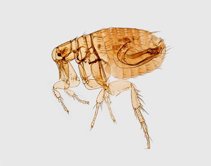 Morphological characteristic of a flea depicted in the digitally-colorized scanning electron microscopic (SEM) image, 2017. Image courtesy Centers for Disease Control (CDC) / Ken Gage. (Photo by Smith Collection/Gado/Getty Images)