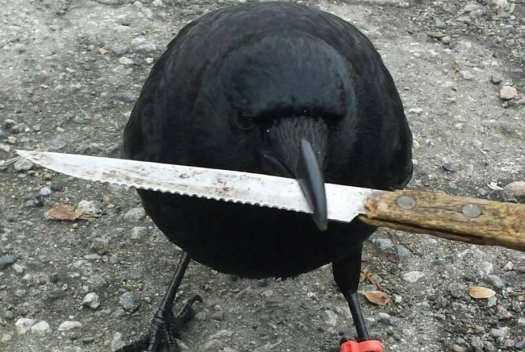 Canuck the crow shot to notoriety last year (Picture: Facebook)