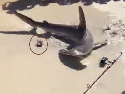 Hammerhead shark dragged onto beach