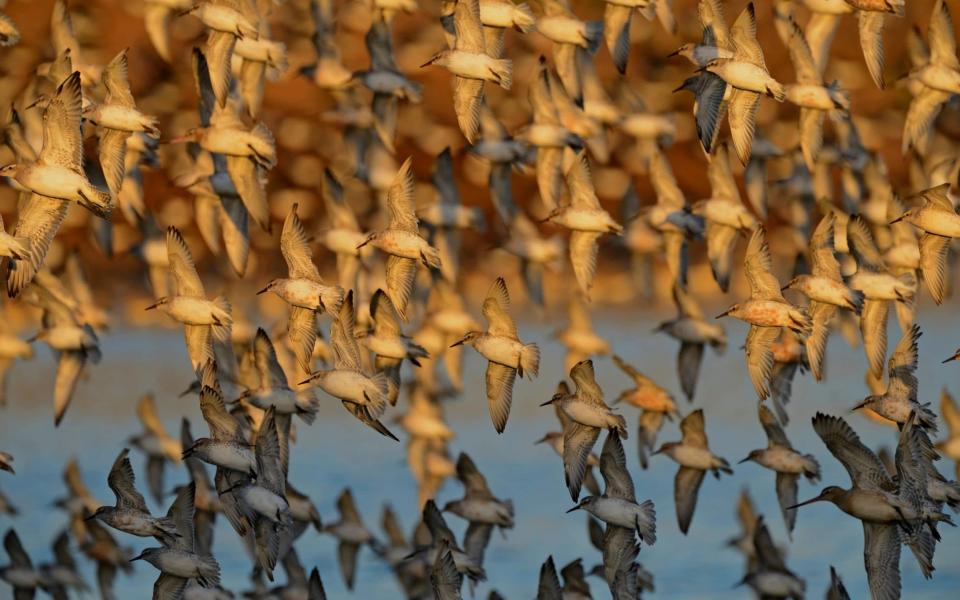 A rising tide forces birds into the sky where they swirl in flocks, creating an aerial display known as the Snettisham Spectacular