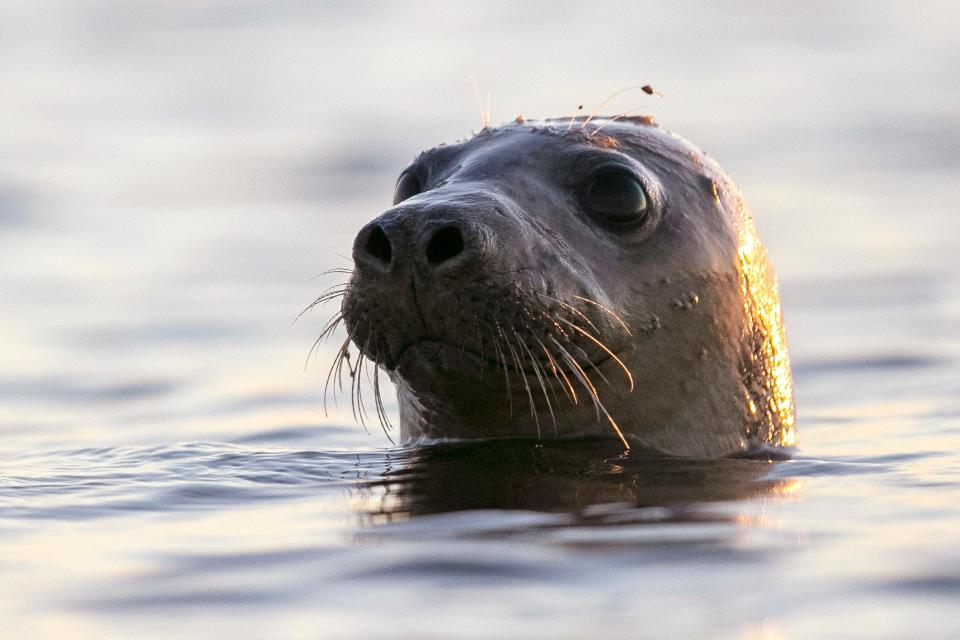 A harbor seal pokes its head out of the water in Casco Bay, Thursday, July 30, 2020, off Portland, Maine. An usual number of seals have been getting stranded and dying off Maine this summer, and avian influenza is to blame, the federal government said Tuesday, July 5, 2022.