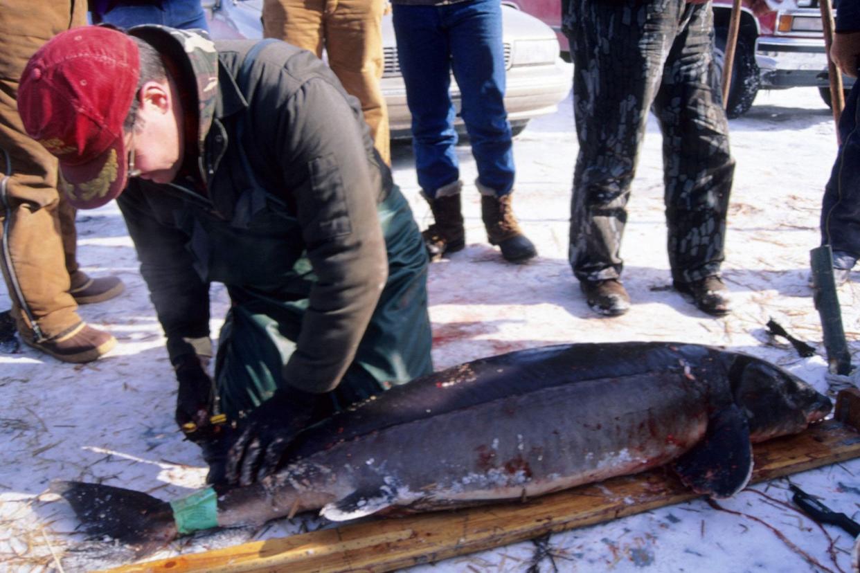 A fisherman measuring a lake sturgeon.