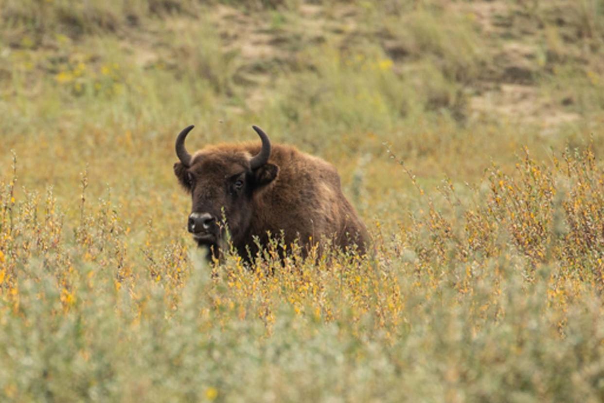 Undated handout photo issued by Evan Bowen-Jones/Kent Wildlife Trust showing bison from the Kraansvlak herd in the Netherlands: PA