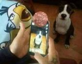 <p>Si te gusta fotografiar a tu mascota y nunca logras que el animal observe directo a la cámara, podrías utilizar la técnica de este hombre que decidió engañar a su perro al poner un pedazo de comida en la lente. Checa ésta y otras ideas insólitas que han causado sensación en la Red. Foto: Ourdogsgotablog.com </p>