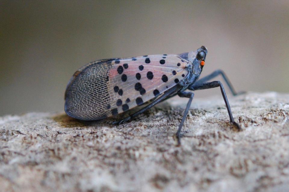 According to the Pennsylvania Department of Agriculture, the spotted lanternfly can cause damage including oozing sap, wilting, leaf curling and dieback to trees, crops, vines and other kinds of plants.