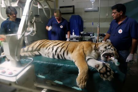 Laziz, an 8-year-old tiger, part of group of 15 animals from Gaza, the last survivors of the "worst zoo in the world", where dozens of animals died of starvation, is checked at the Hebrew University Veterinary Teaching Hospital in Rishon LeZion in Israel, after leaving Gaza on Wednesday for sanctuary out the Palestinian territory, in a rescue mission organised by international animal welfare group Four Paws August 24, 2016. REUTERS/Nir Elias